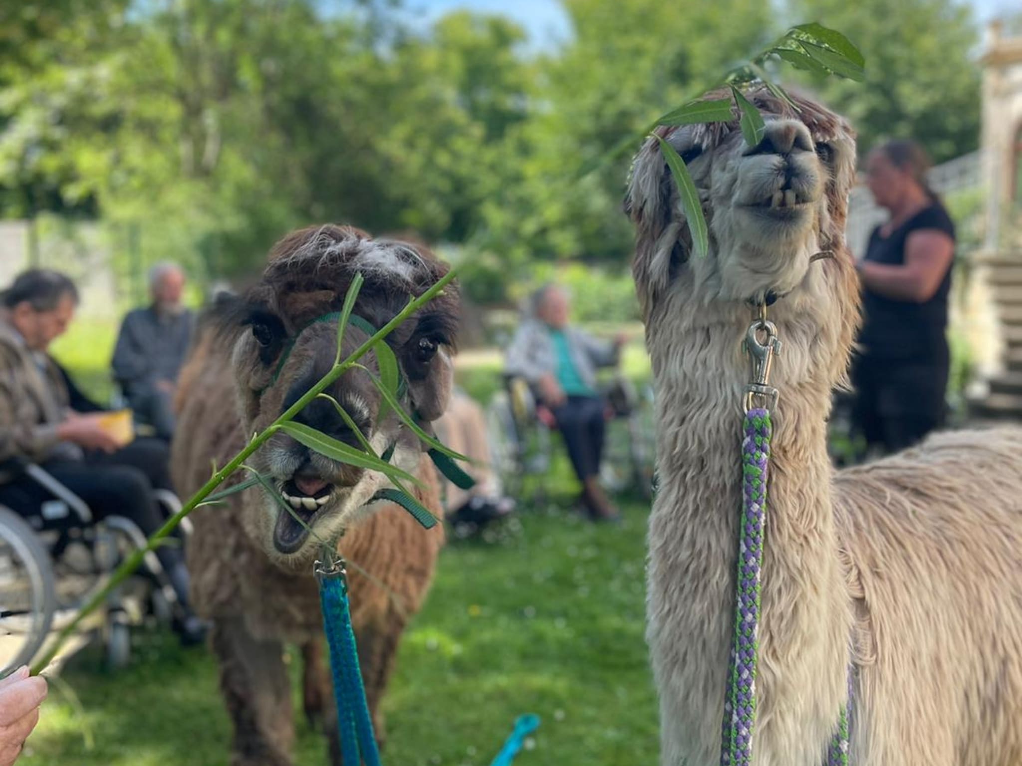 Alpakas und Lamas beim Leipziger Seniorenwohnheim Stadtpalais zu Besuch