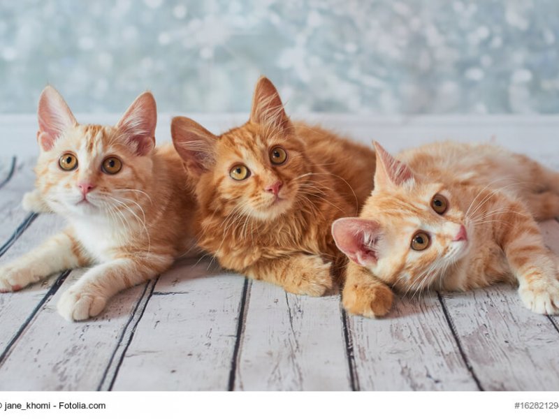3 American Bobtail Kitten liegend