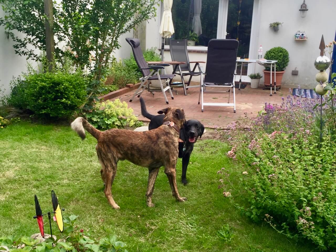 Nicht ganz entspannte Begegnung von zwei steifbeinigen Hunden in einem Garten im Hintergrund eine Terrasse mit Stühlen