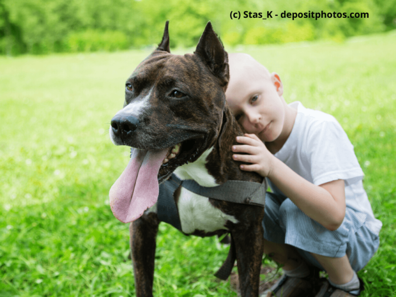 American-Staffordshire-Terrier-mit-kleinem-Jungen-im-Freien
