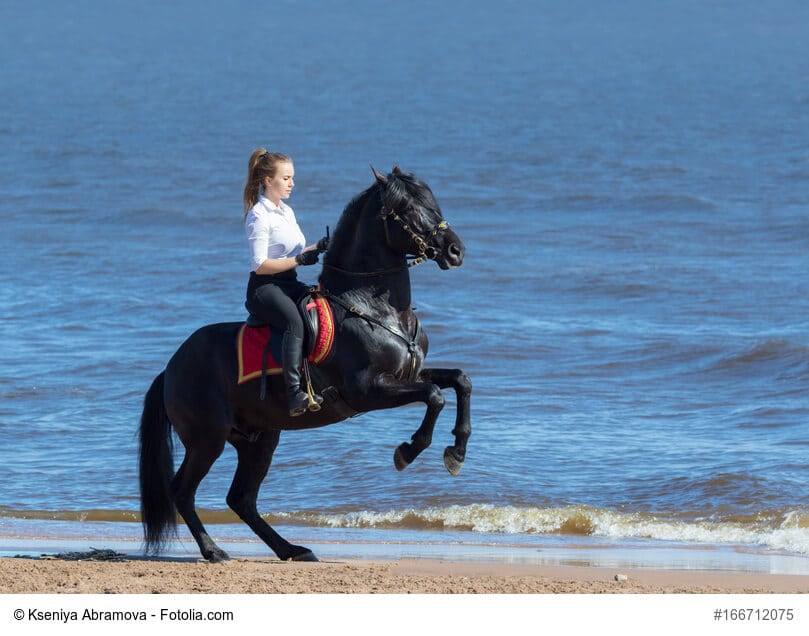 Andalusier und Reiterin am Strand