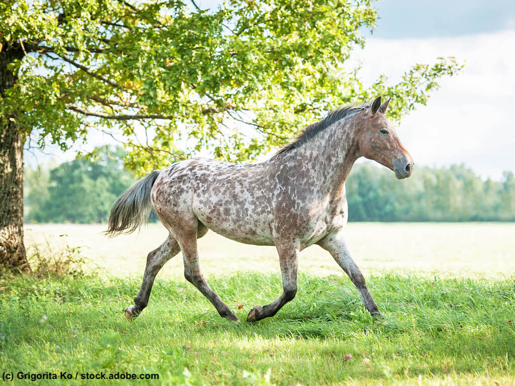 Appaloosa auf Sommerweide