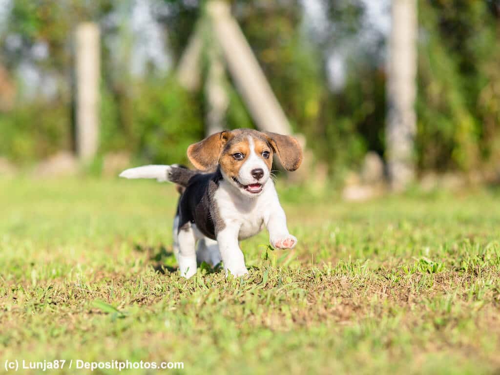 Beagle Welpe auf Abenteuer suche