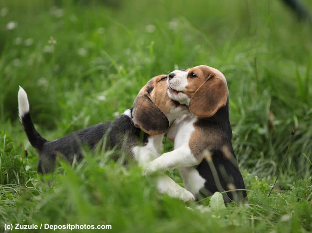 Beagle Welpen spielen