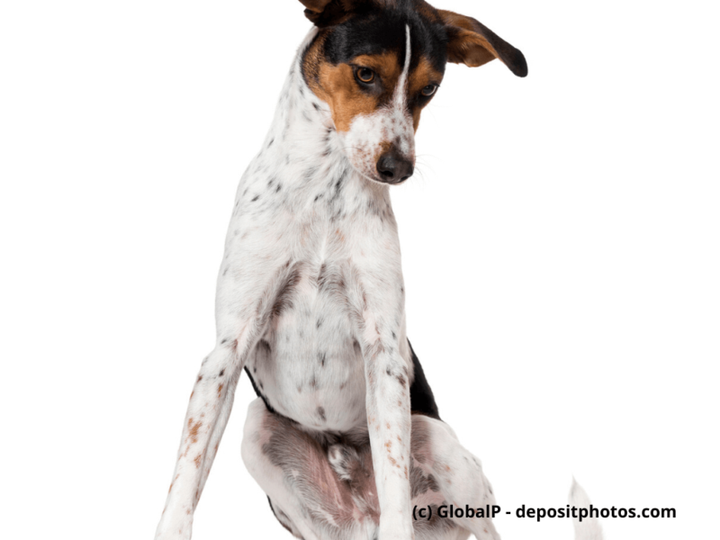 Bodeguero-Andaluz-Portrait