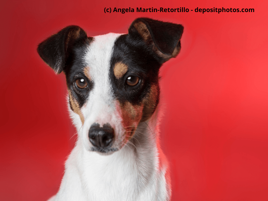 Bodeguero Andaluz Steckbrief
