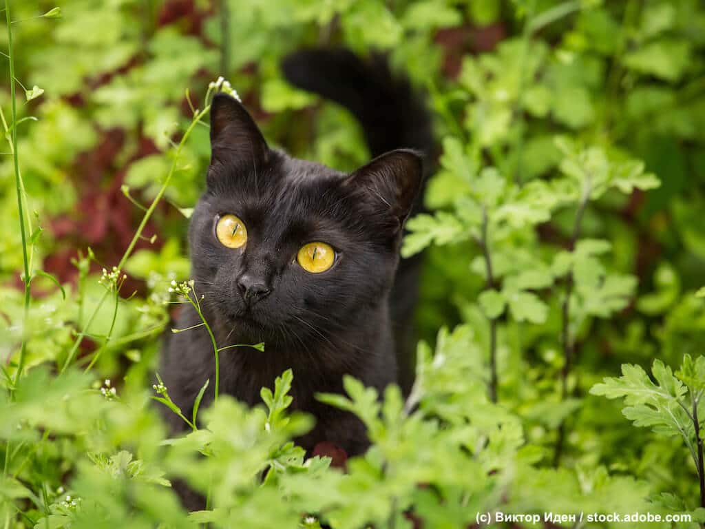 Bombay Katzen Kind auf der Wiese