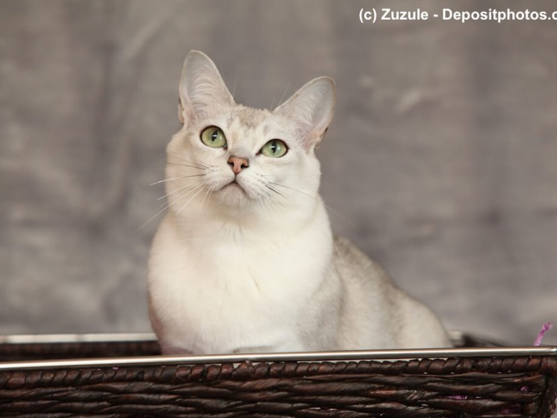 Burmilla sind sehr anhängliche Katzen