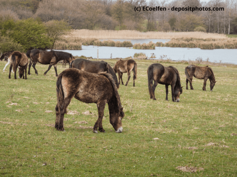 Exmoor-Ponys-auf-der-Sommerweide