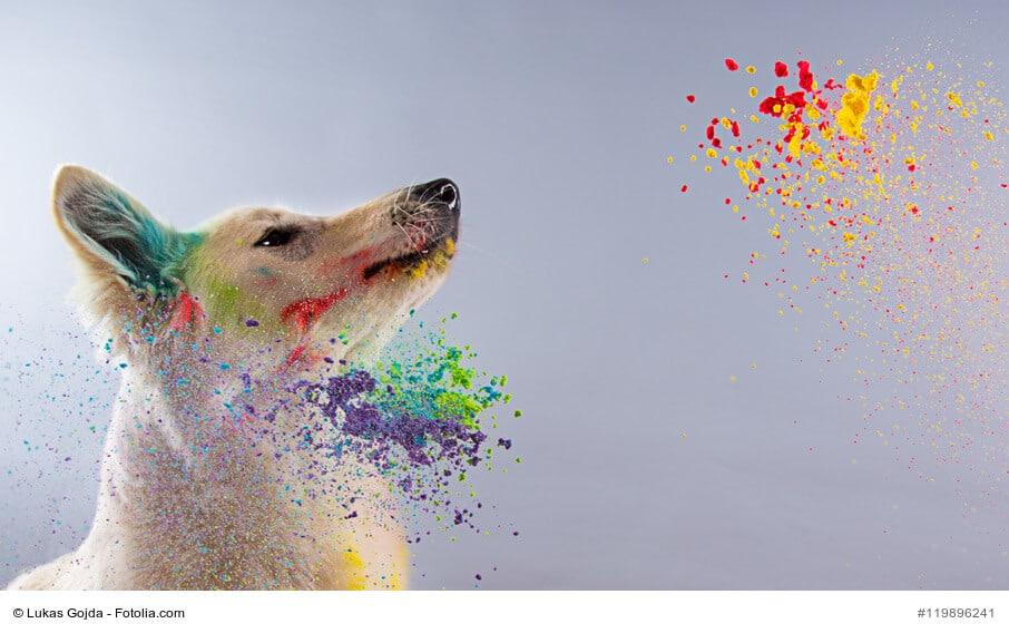 Die Fellfarben der Hunde