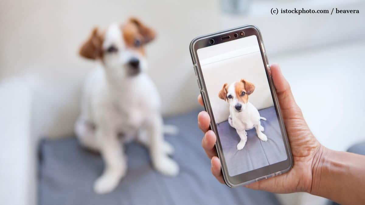 Im Vordergrund eine Hand, die ein Smartphone hält und ein Foto von einem Hund macht, der auch unscharf im Hintergrund zu sehen ist.