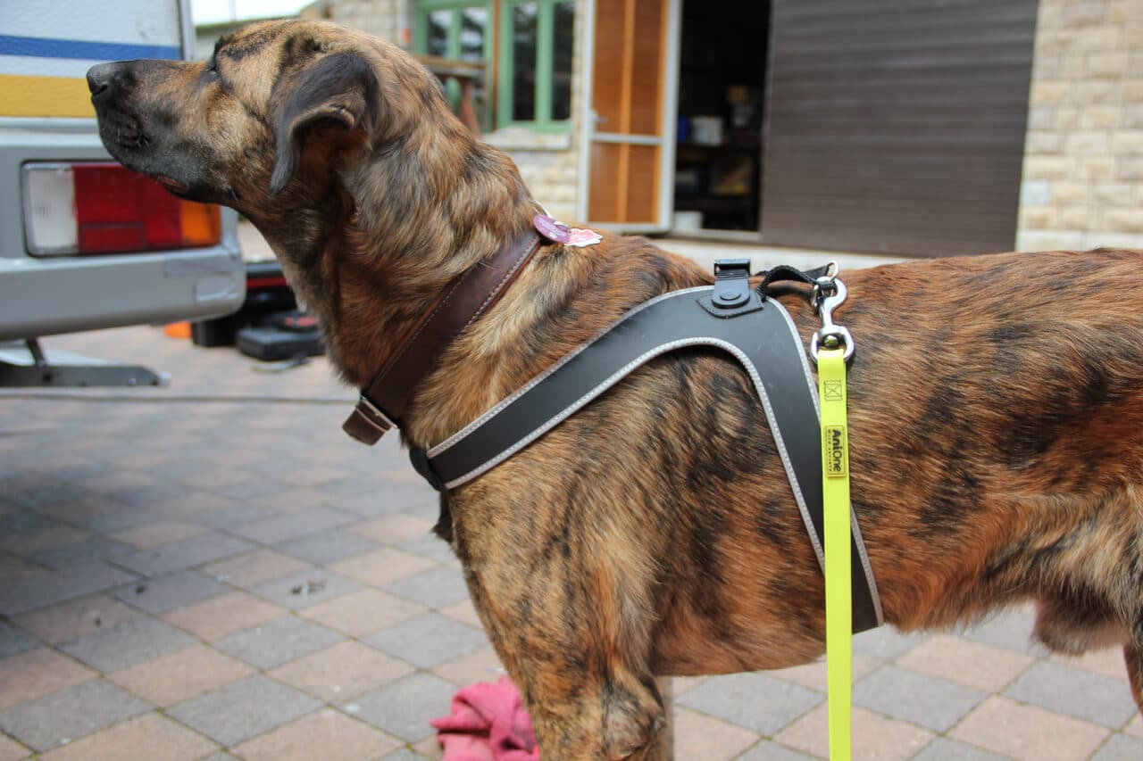 Das TrePinto Hundegeschirr im Test