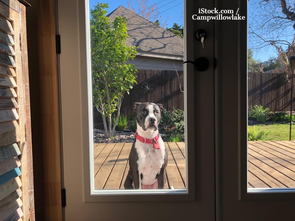 Ein großer Hund sitzt vor einer geschlossenen Terrassentür und möchte ins Haus gelassen werden.