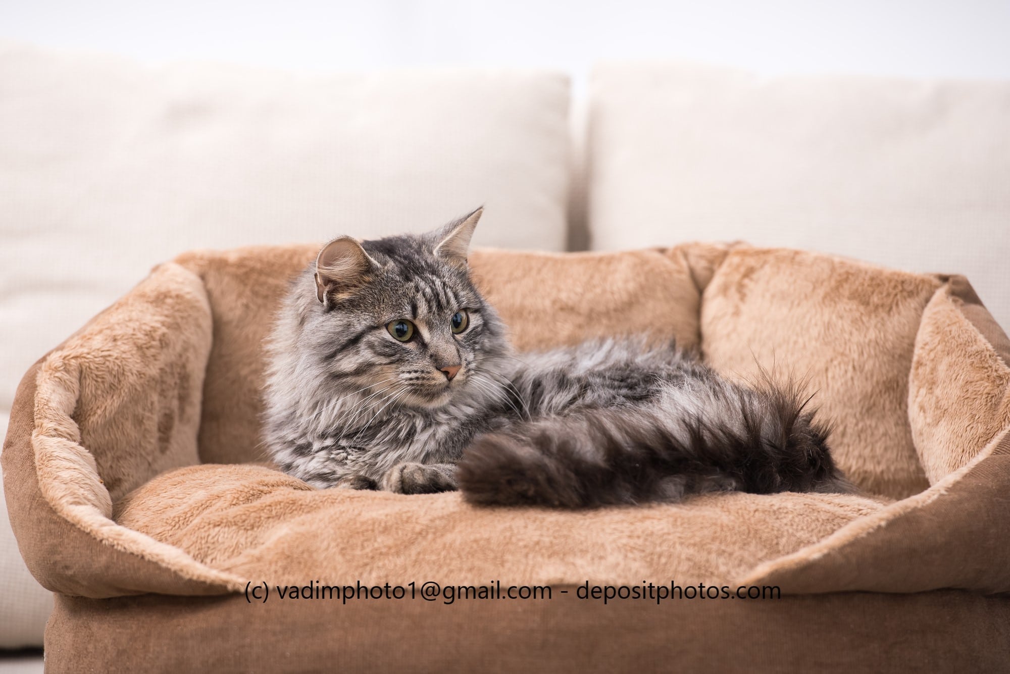 das beste Katzenbett im Vergleich