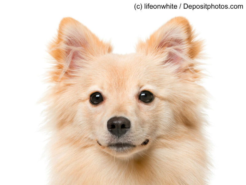 German Spitz (7 months old) in front of a white background