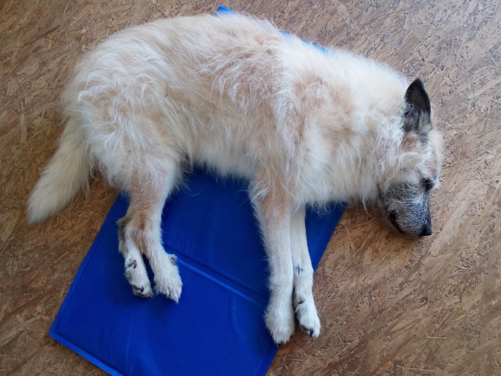 Ein weißer Hund liegt auf der Seite auf einer blauen Kühlmatte auf einem Holzfußboden