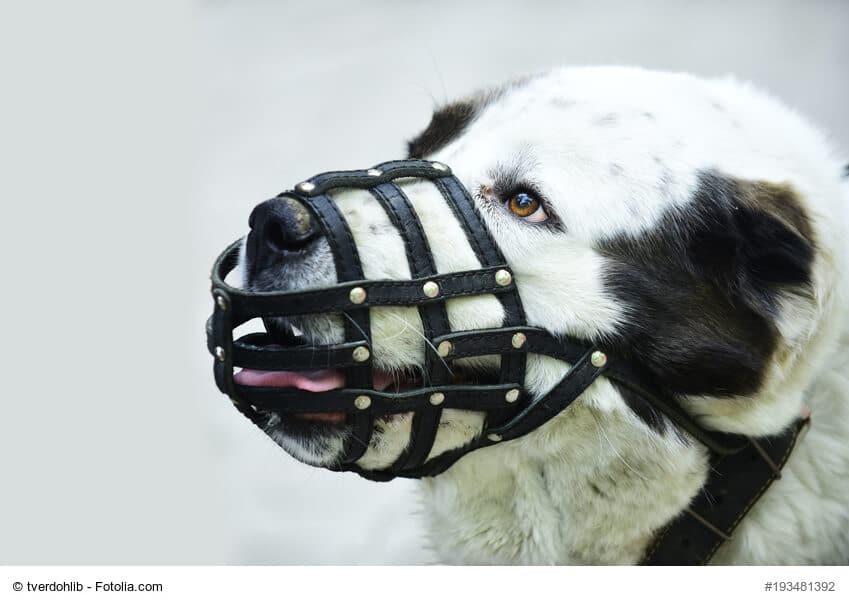 Bild von einem schwarz-weißen Hundekopf mit einem schwarzen Maulkorb aus dünnen Lederriemen.
