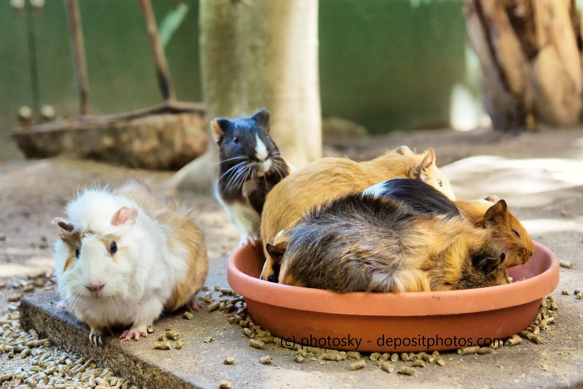 Meerschweinchen im Meerschweinchenkäfig