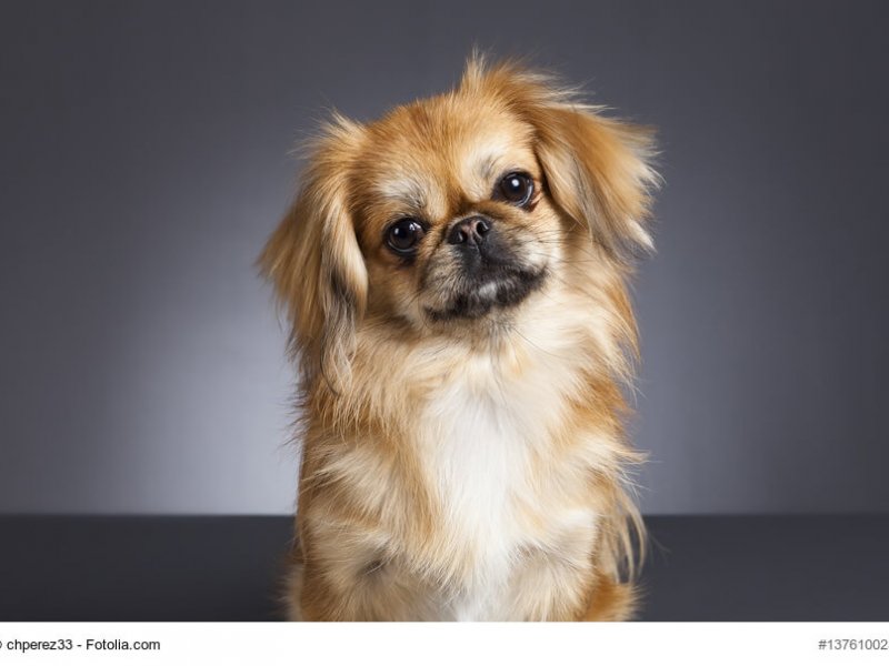 Pekinese dog portrait.