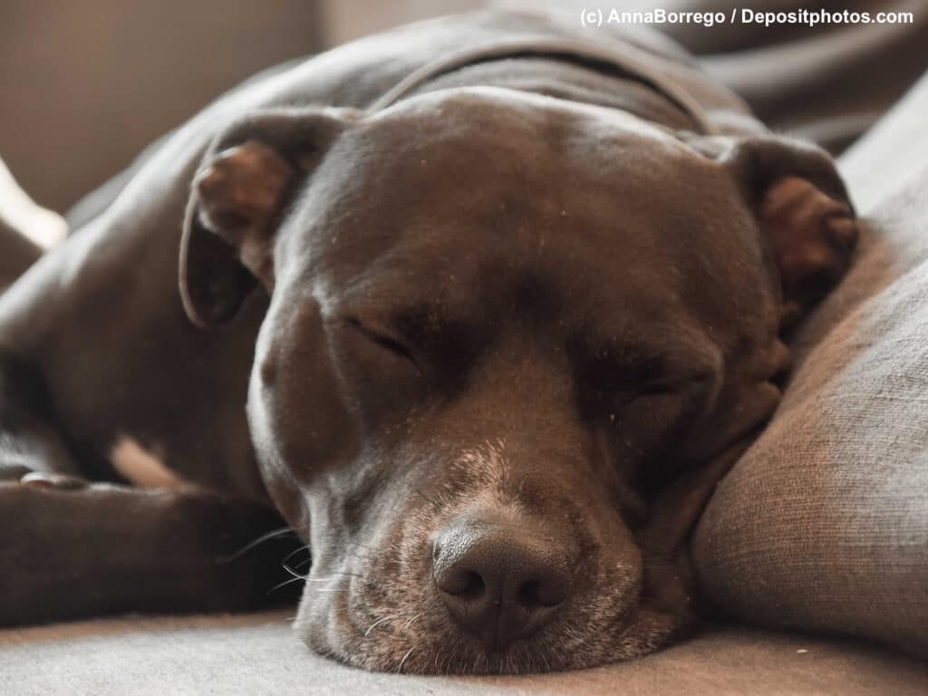 Schwarzer Pitbull Terrier schläft auf einem Sofa