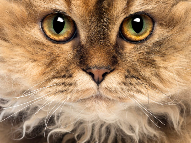 Close-up of a Selkirk Rex, 5 months old, looking at camera