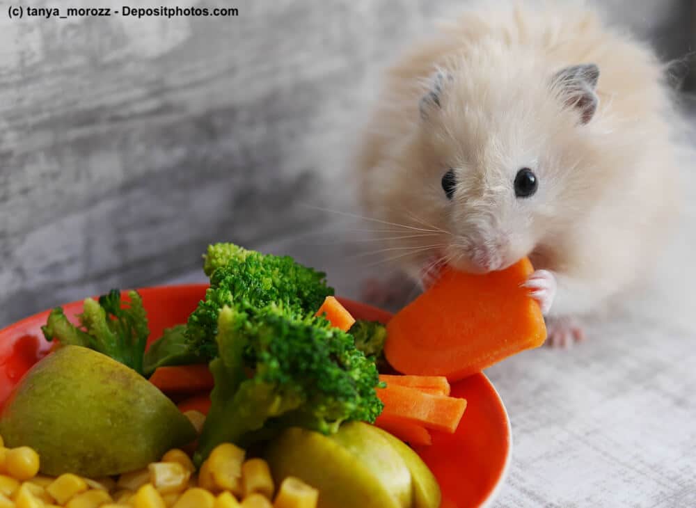 Hamsterfutter