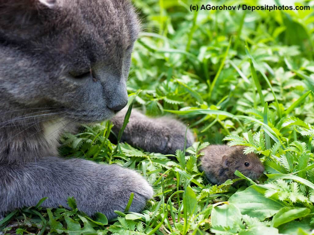 Katze liegt im Gras und beobachtet eine kleine Maus vor ihren Pfoten