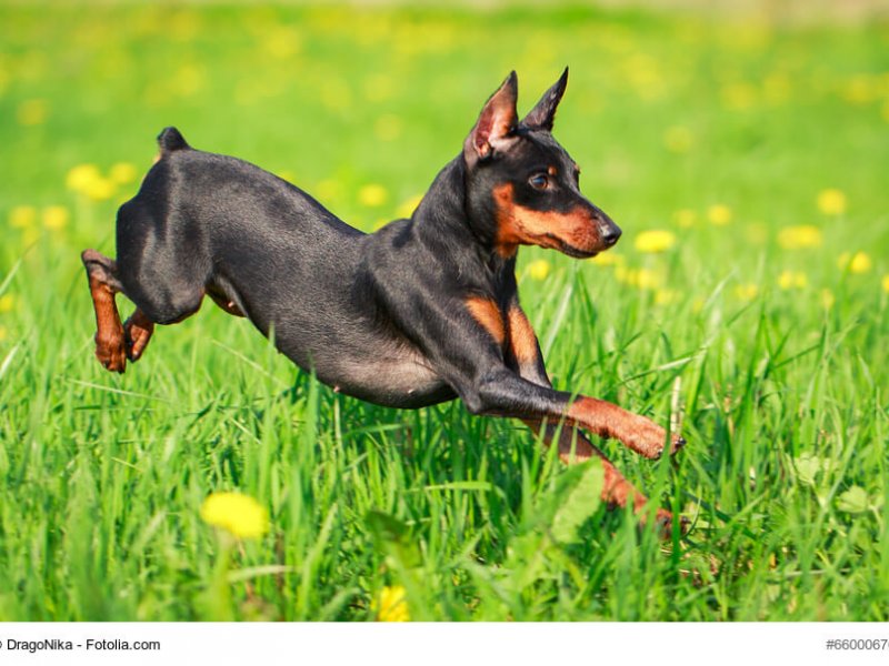 Zwergpinscher mit kupiertem Schwanz