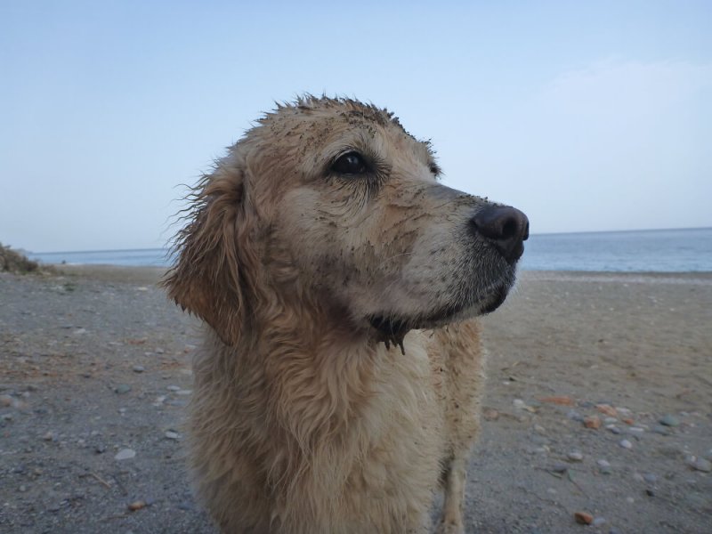 Ein alter Golden Retriever am Strand
