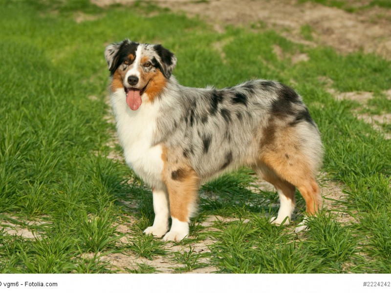 Australian Shepherd in einer «bunten» Farbkombination