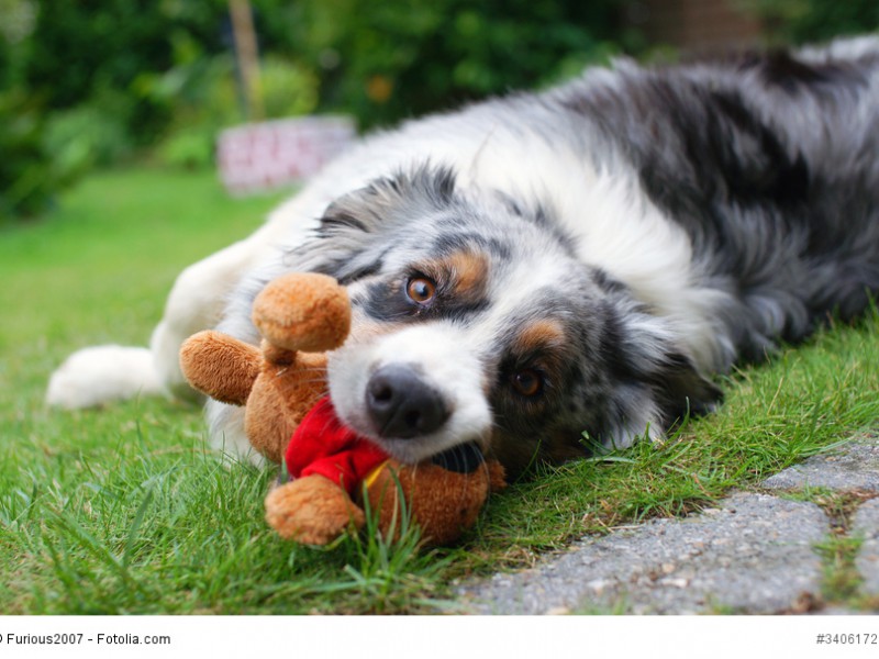 Bärenstarke Liebe bringt ein Australian Shepherd allen entgegen, die er als seine «Herde» annimmt.
