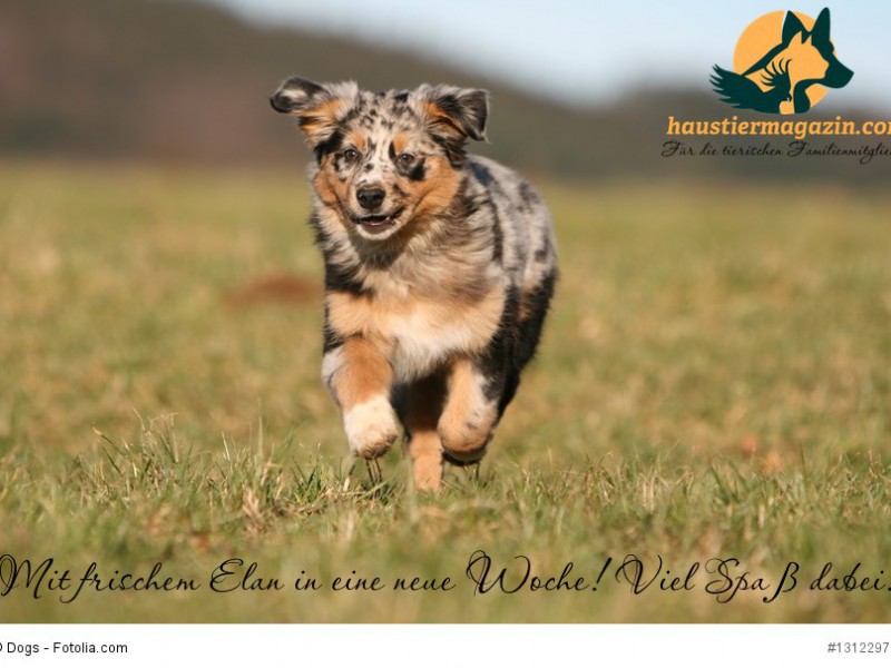 chiot berger australien multicolore en pleine course