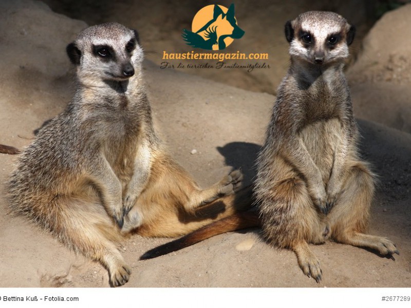 Erdmännchen