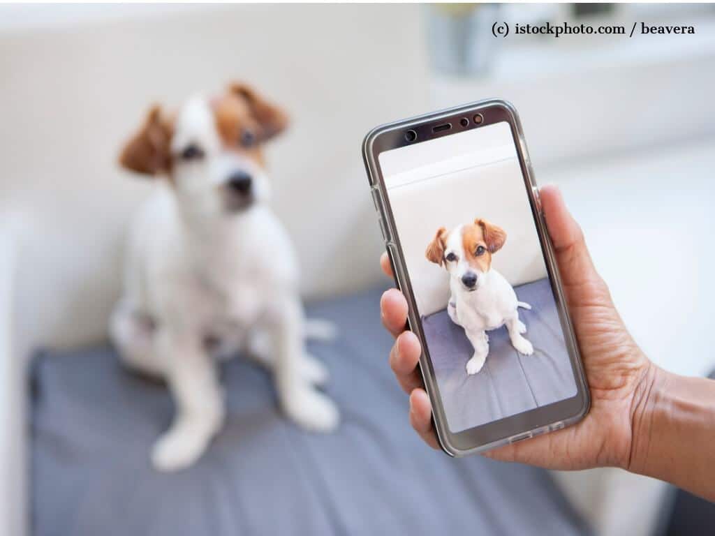 Im Vordergrund eine Hand, die ein Smartphone hält und ein Foto von einem Hund macht, der auch unscharf im Hintergrund zu sehen ist.