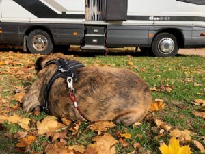 Unser Testhund Chief konnte mit der Leine auf jedem Campingplatz schön draußen liegen.