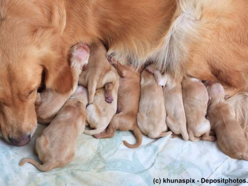 Golden Retriever Hündin mit 9 Welpen