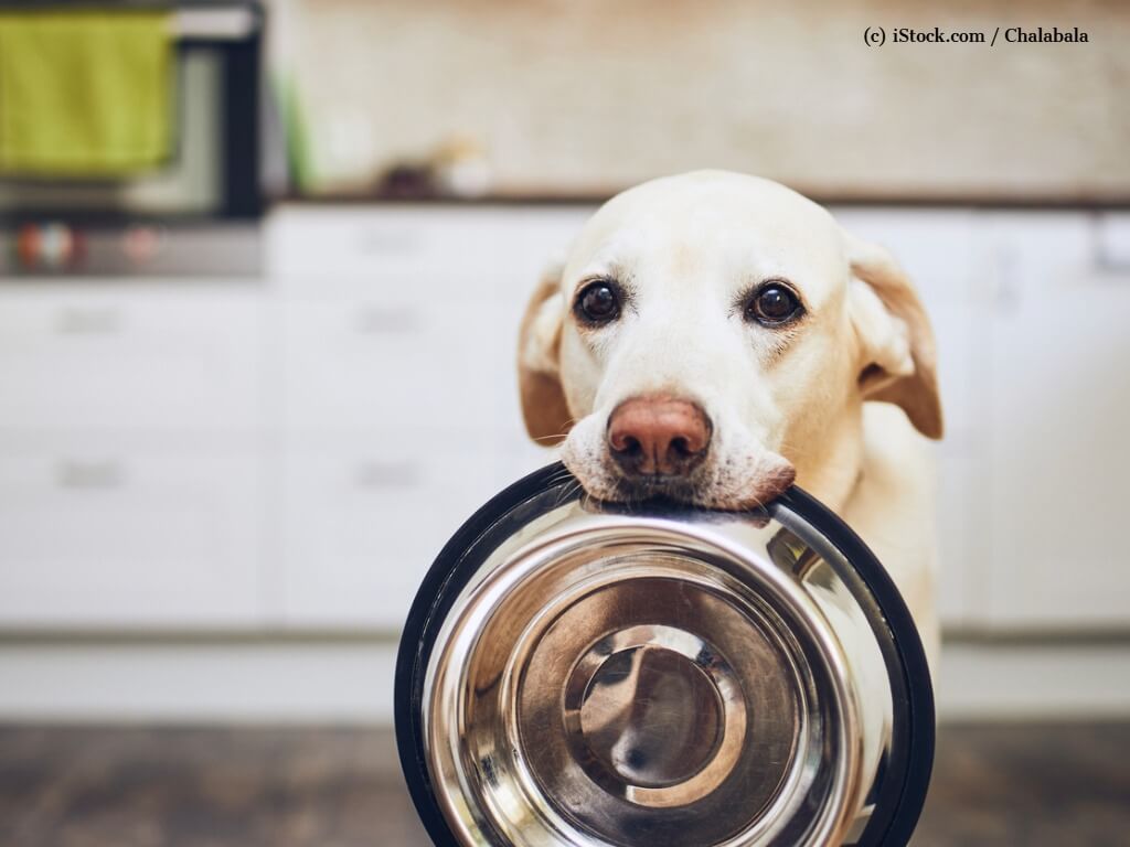Labrador hält einen leeren Futternapf im Maul und schaut in die Kamera. Beschriftung lautet: Auch wenn er es vielleicht anders sieht: ein zuckerkranker Hund braucht einen strikten Essensplan.