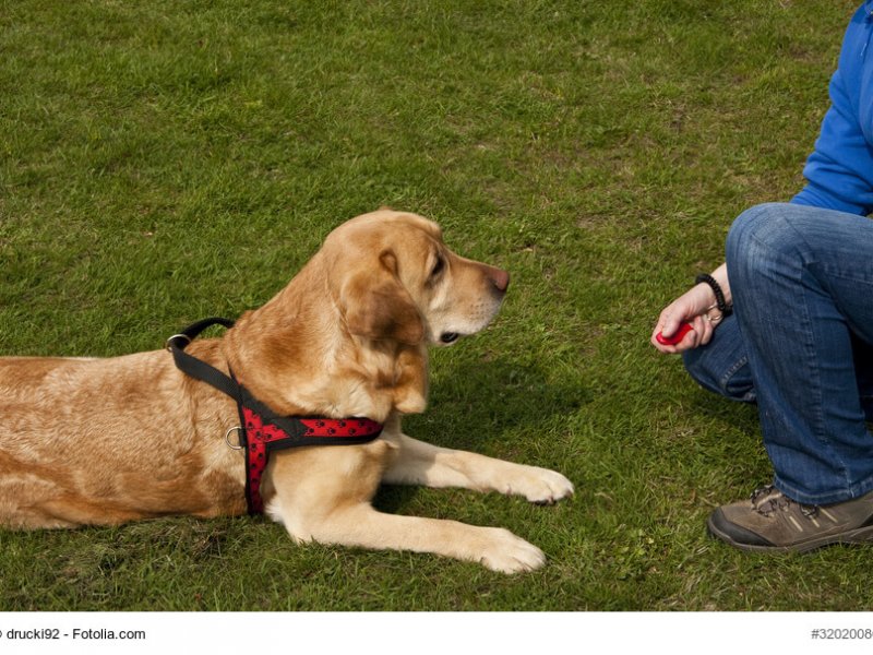 Golden Retrievermacht Platz