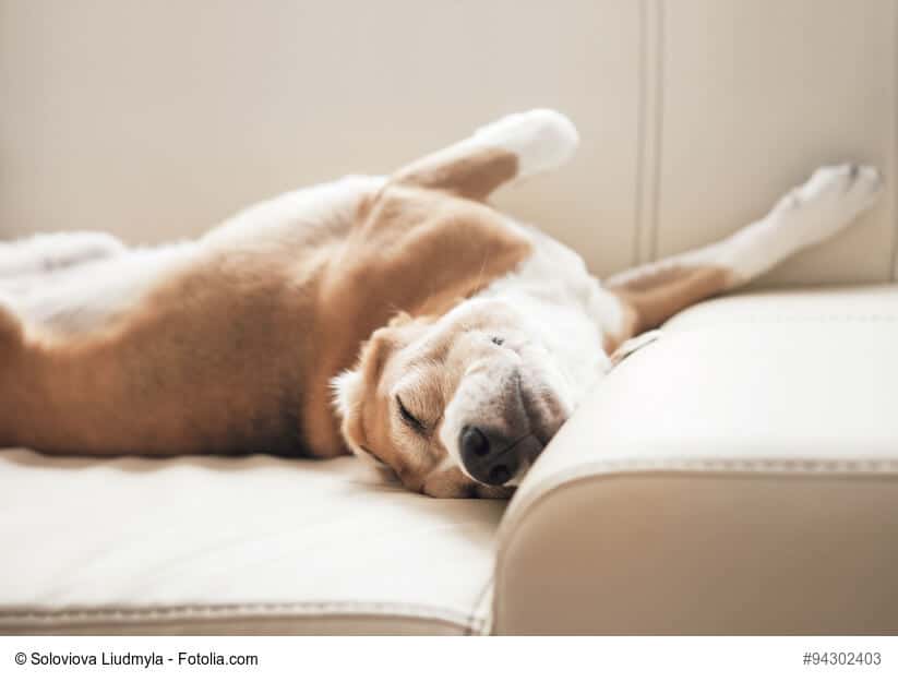 Hund liegt verdreht auf dem Rücken auf einem hellen Sofa