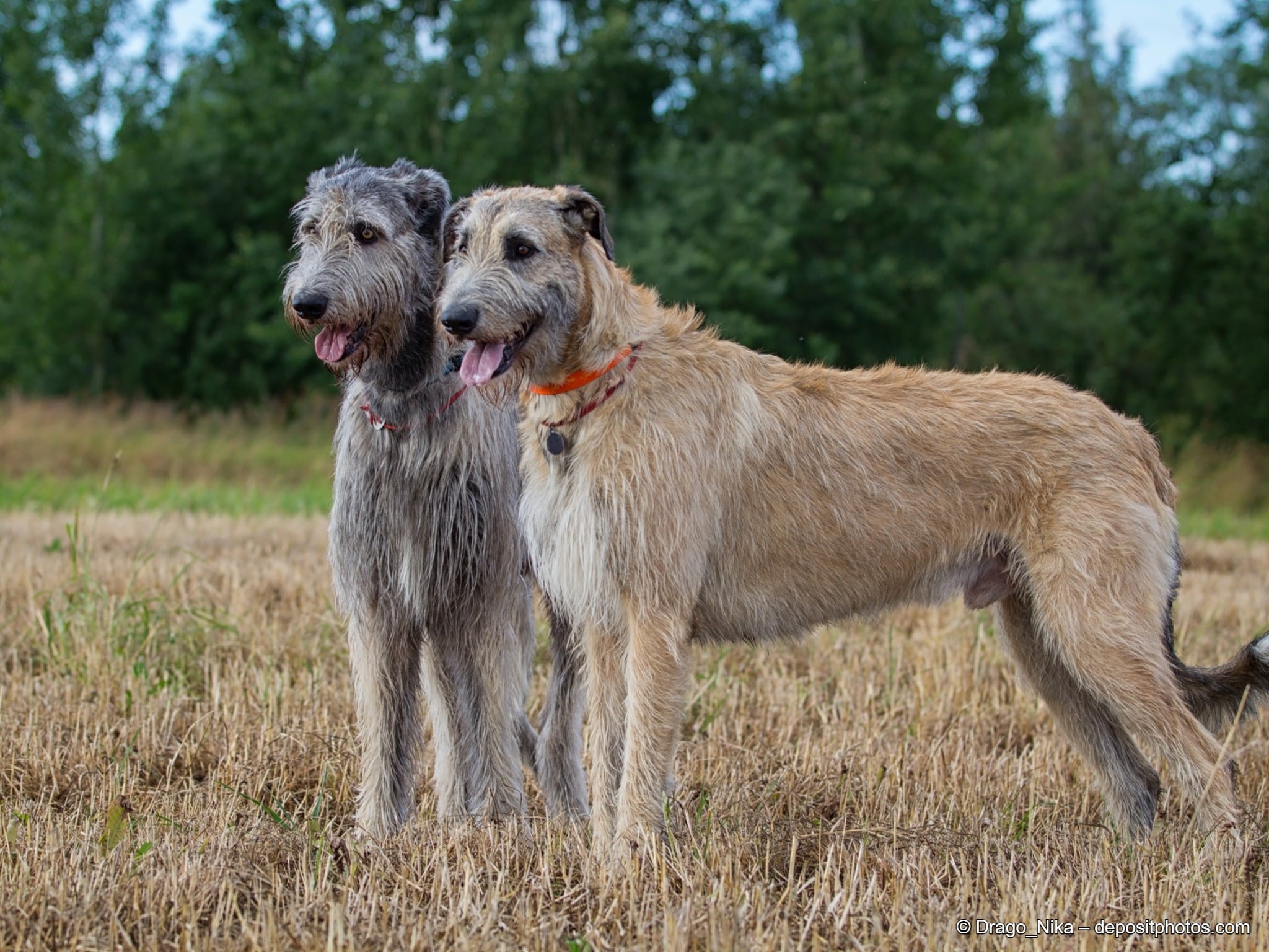 irischer Wolfshund