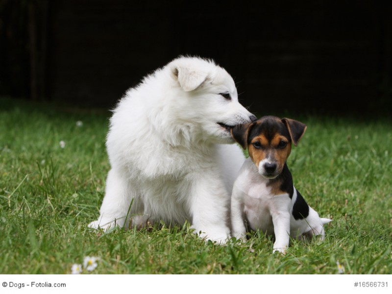 Ein Berger Blanc und ein Jack Russell Terrier