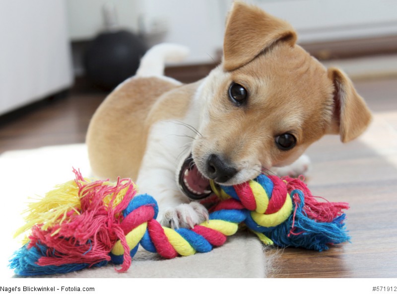 Jack Russell Terrier Welpe kaut an seinem Spielzeug