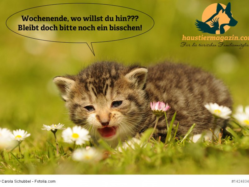 Katzenkind