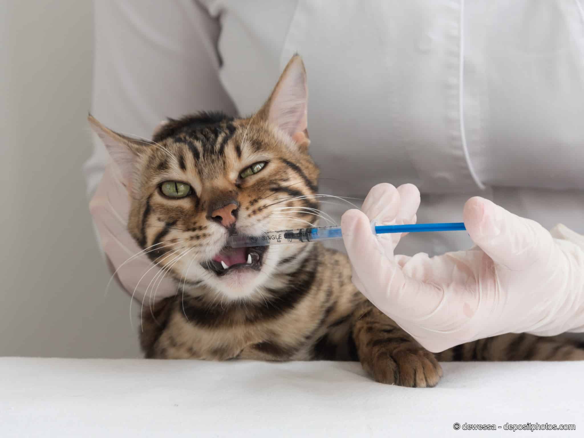 Katze bekommt Wurmkur / Tablette