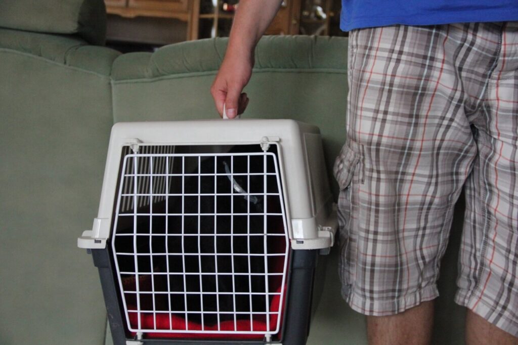Eine schwarze Katze sitzt in einer Transportbox, die ein Mann in der Hand hält. Im Hintergrund ein grünes Sofa.