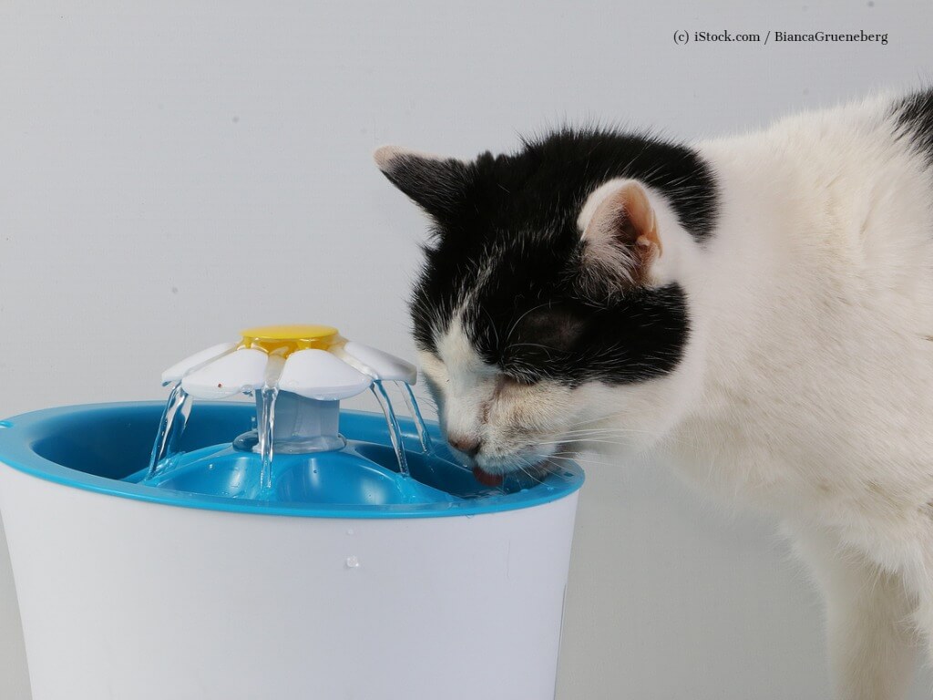 Eine Katze trinkt aus einem Trinkbrunnen.