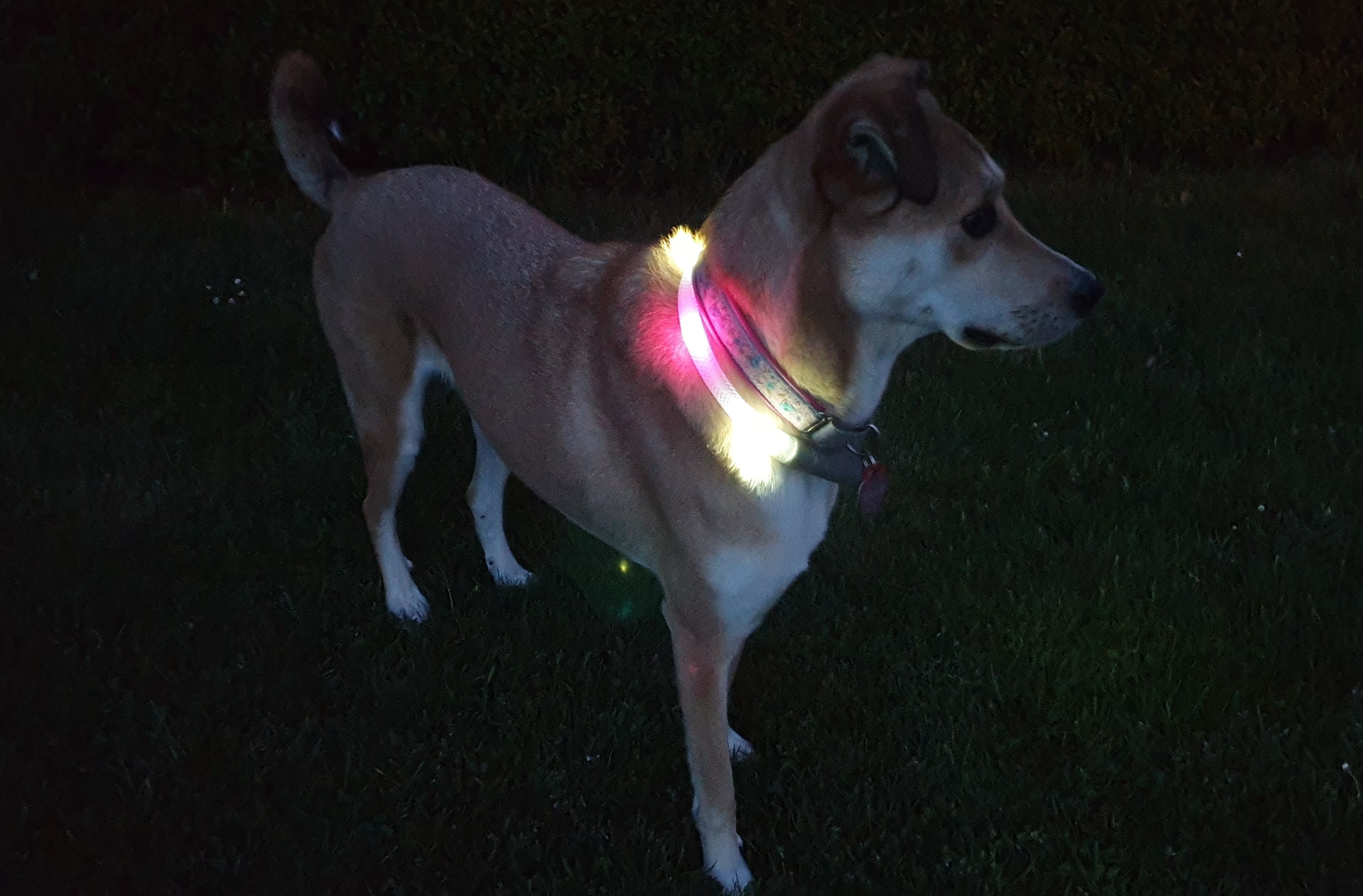 Hund steht mit Leuchthalsband im Dunkeln.