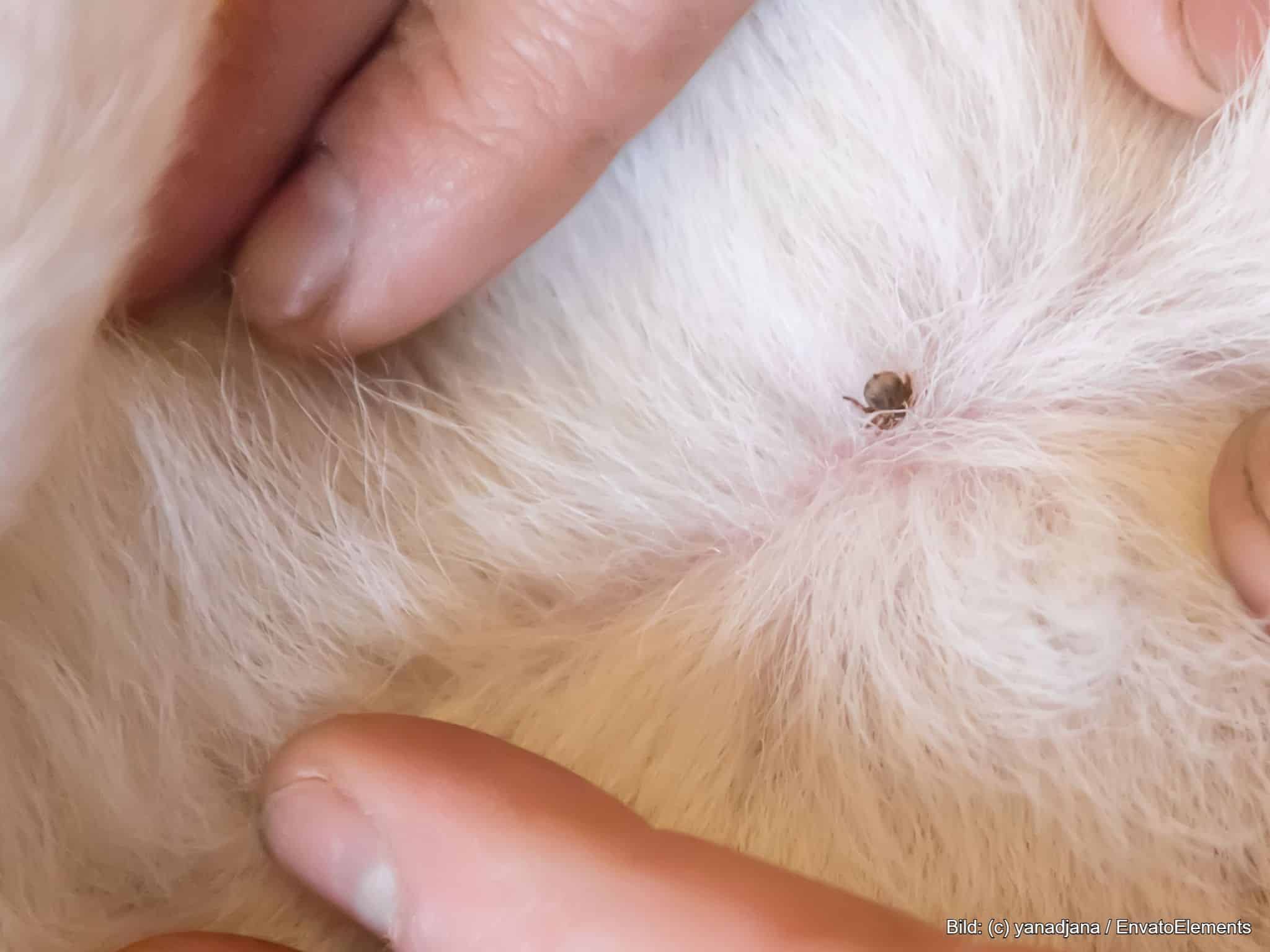 Parasiten beim Hund Zecken